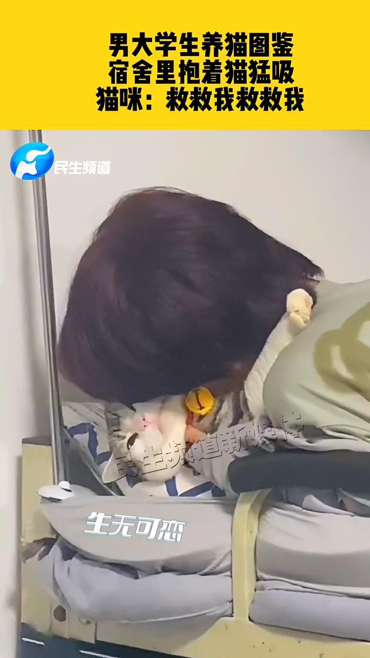 5月27日,贵州贵阳,男大学生养猫图鉴,宿舍里抱着猫猛吸,猫咪:救救我救救我 养猫日常 当