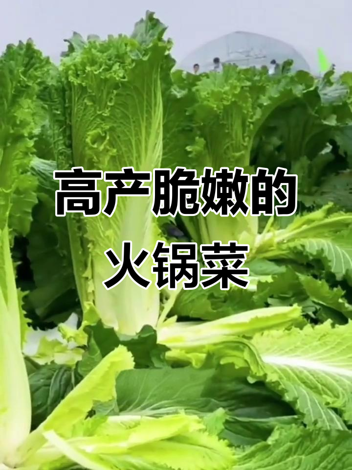 天津青麻叶白菜，火锅必备！耐寒又高产，阳台种植轻松搞定