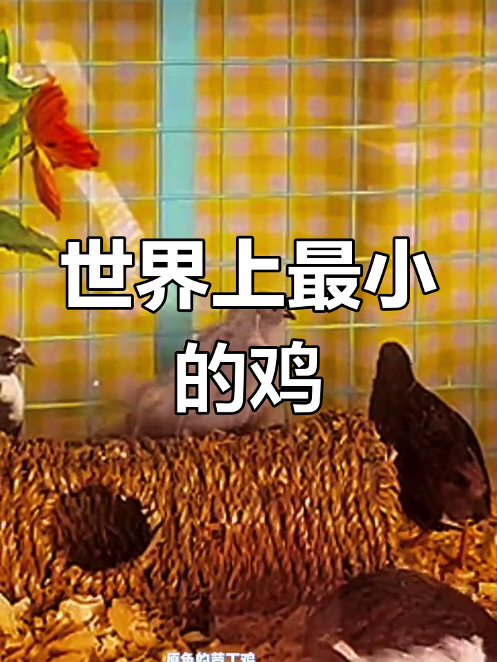 世界最小鸡种:芦丁鸡的奇妙世界