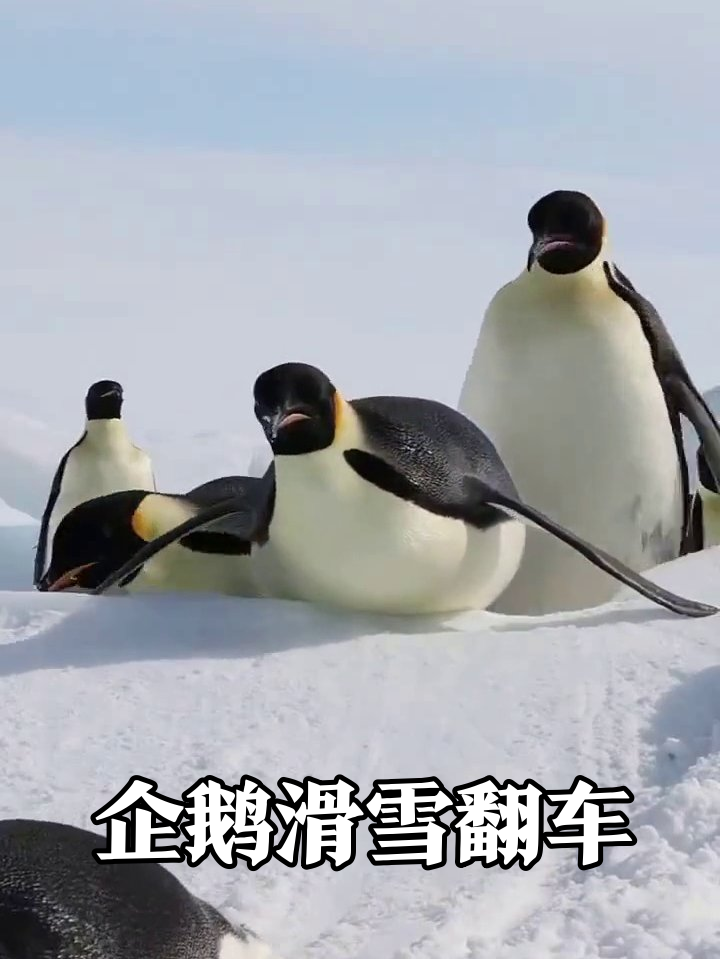 南极企鹅滑雪大赛:摔出表情包,观众笑出鹅叫!