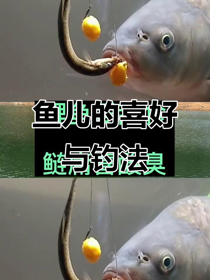 各种鱼儿喜欢的饵料大揭秘,钓鱼必备小技巧