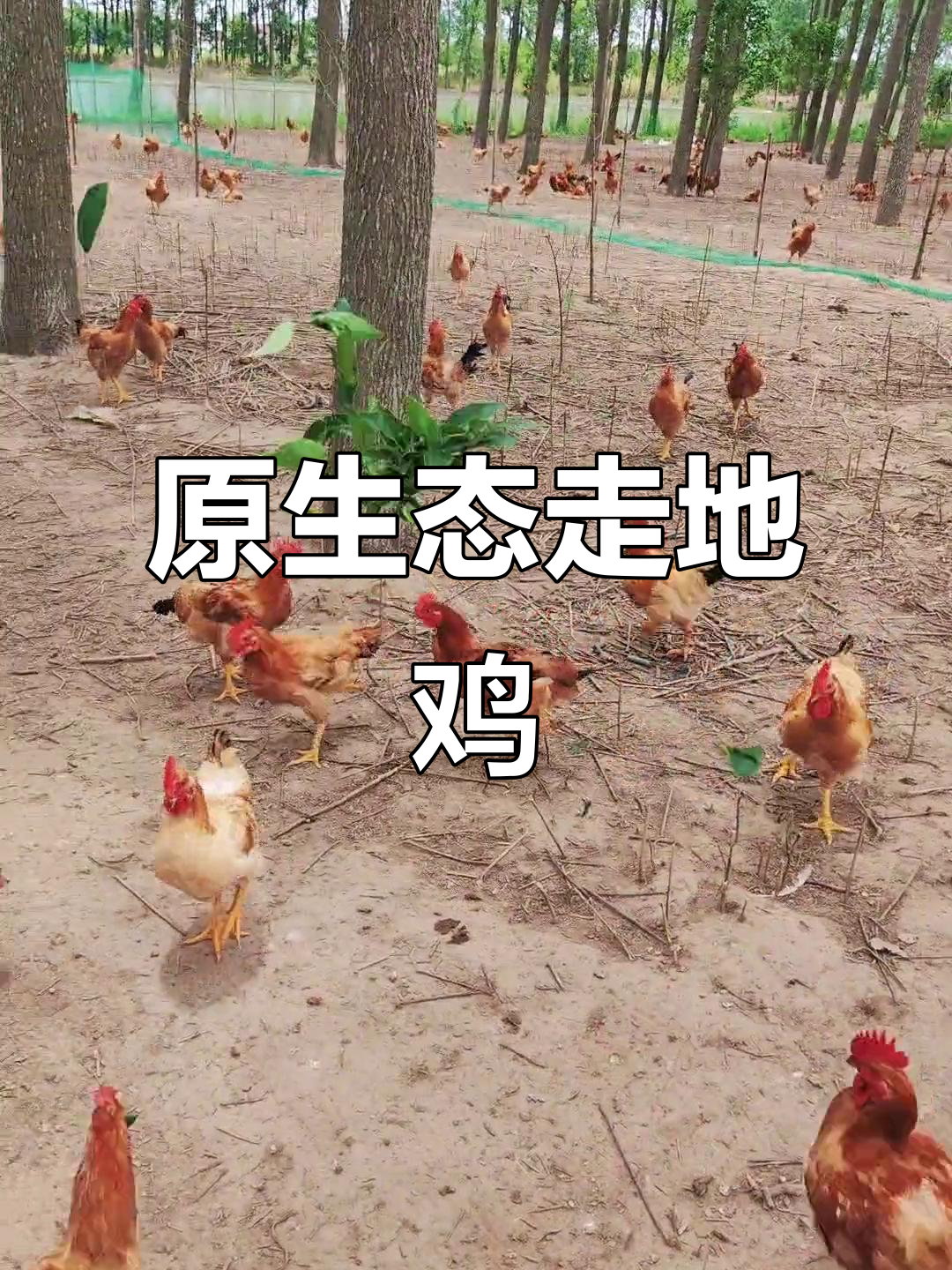 乡村散养土鸡,原生态生活分享