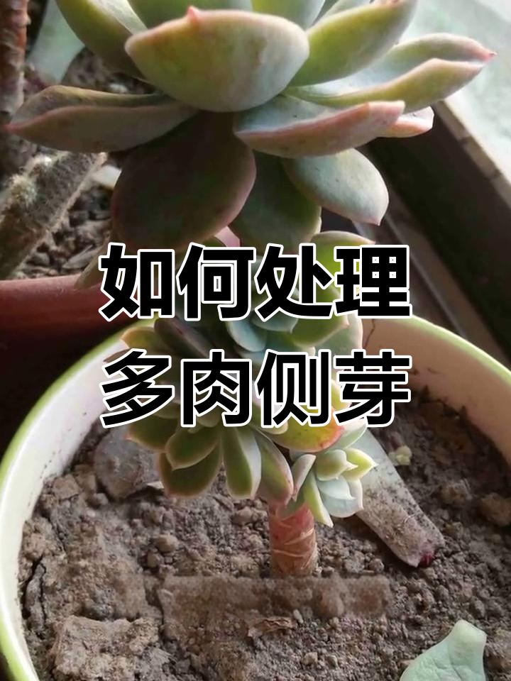 多肉侧芽长太多怎么办?学会这些养护技巧,主头更健康