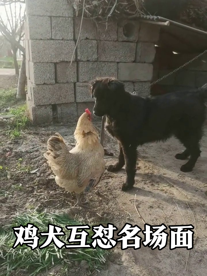 狗子挑衅大公鸡反被怼,夹尾巴找饭盆,鸡哥气场碾压全场