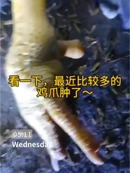 鸡爪子肿了咋回事