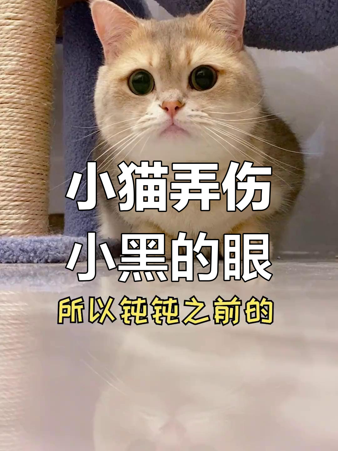 猫咪误伤小黑鱼,眼睛竟被小红鱼咬掉!