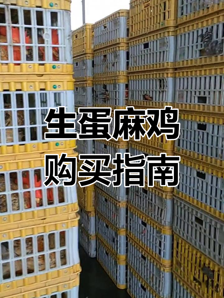 寻找生蛋麻鸡,价格实惠的养殖场在哪里?