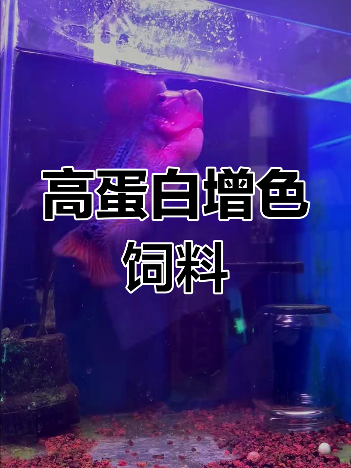 罗汉鱼起头秘诀:高蛋白饲料助力营养补充