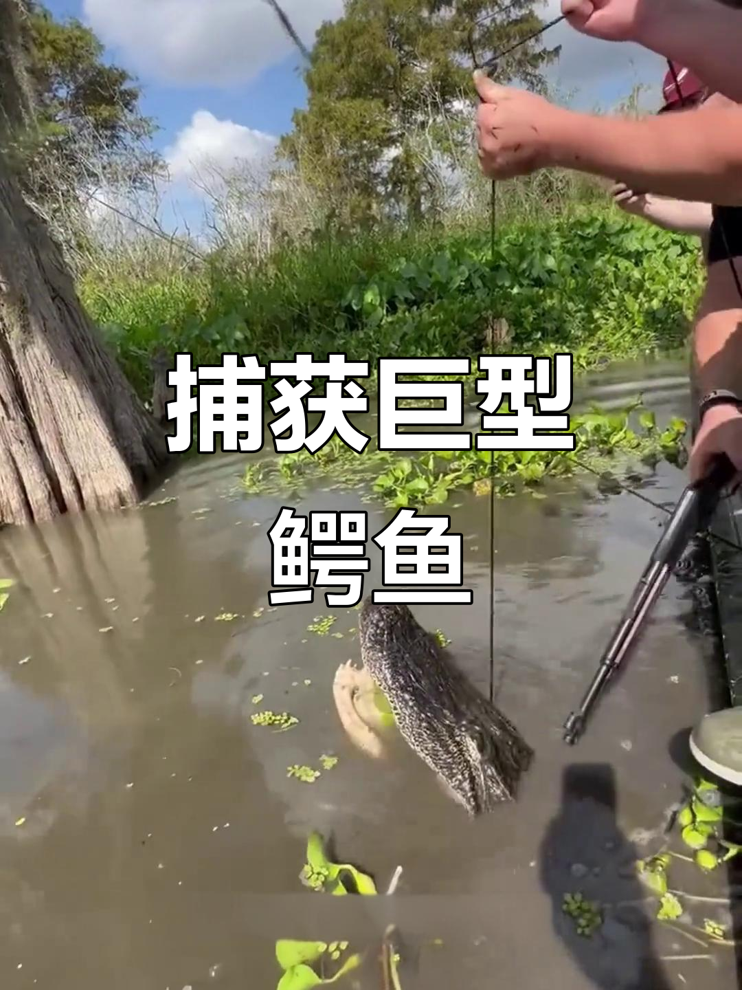 亚马逊河惊现大鳄鱼,丧彪枪击捕杀全过程