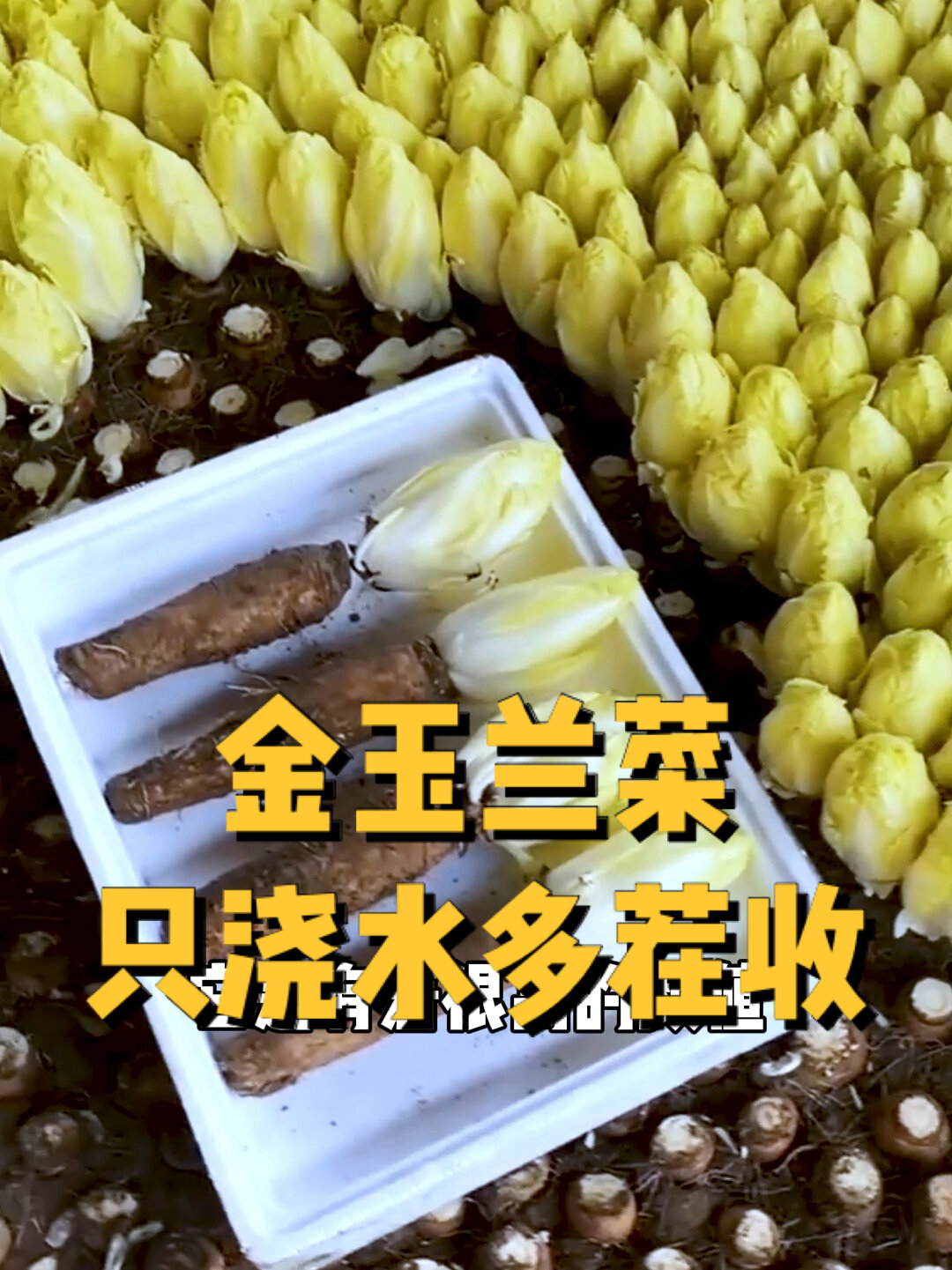 只浇浇水就能吃的金玉兰菜,好看好吃又营养