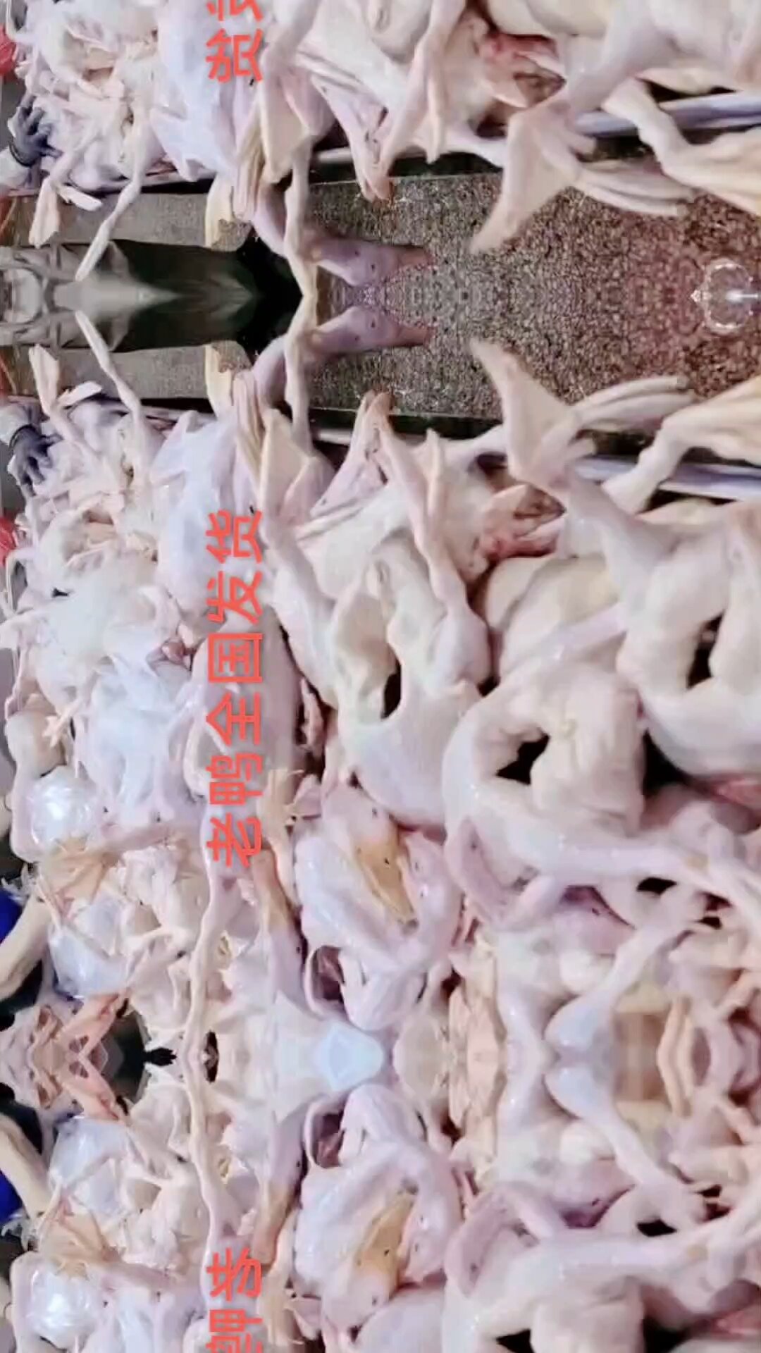 批发零售精老鸭仔麻鸭红头鸭老麻鸭鸭腰鸭肠全国发货