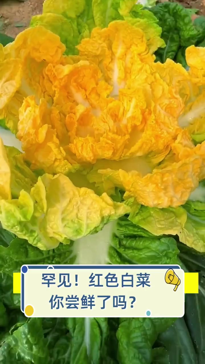 罕见!红色白菜,你尝鲜了吗?