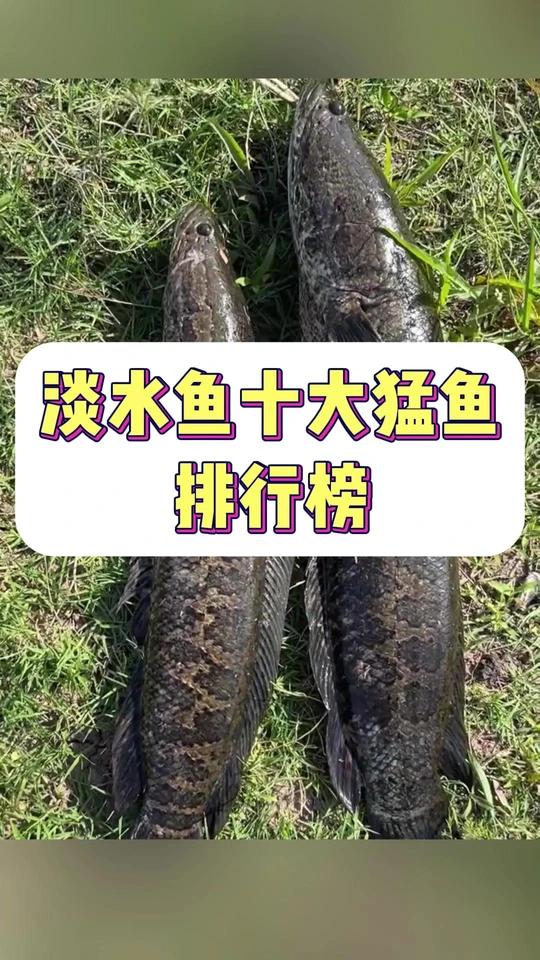 淡水鱼十大猛鱼排行榜