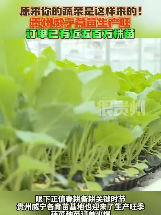 原来你的蔬菜是这样来的!贵州威宁育苗生产旺,订单已有近五百万株苗
