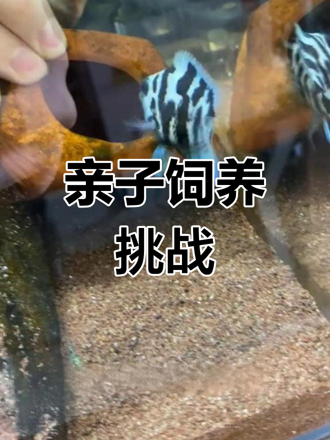 迷你鹦鹉鱼不照顾孩子,我亲自上阵喂养!