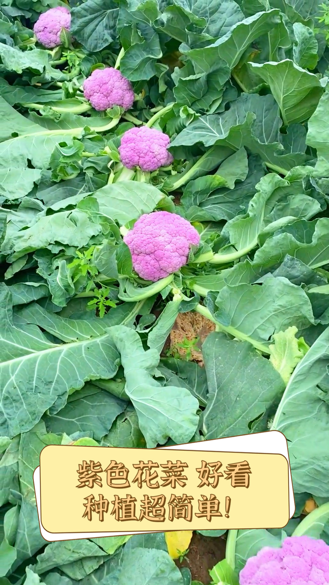 紫色花菜,好看,种植超简单!