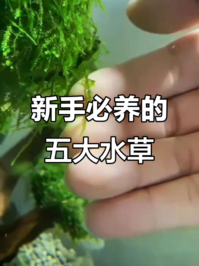 这五种水草最适合新手养,轻松打造美丽鱼缸景观