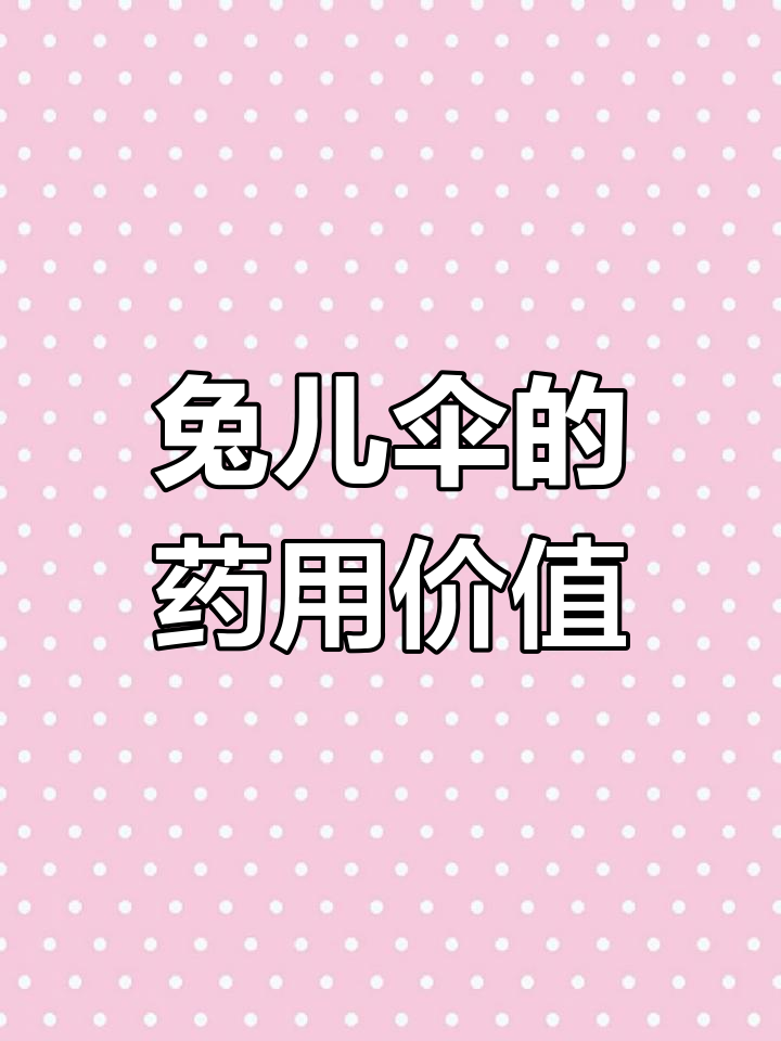 兔耳散:菊科草本植物,祛风除湿、解毒消肿的宝藏药材