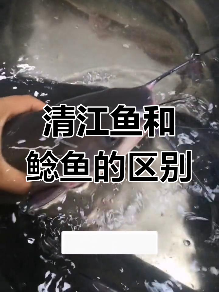 清江鱼与鲶鱼的四大区别