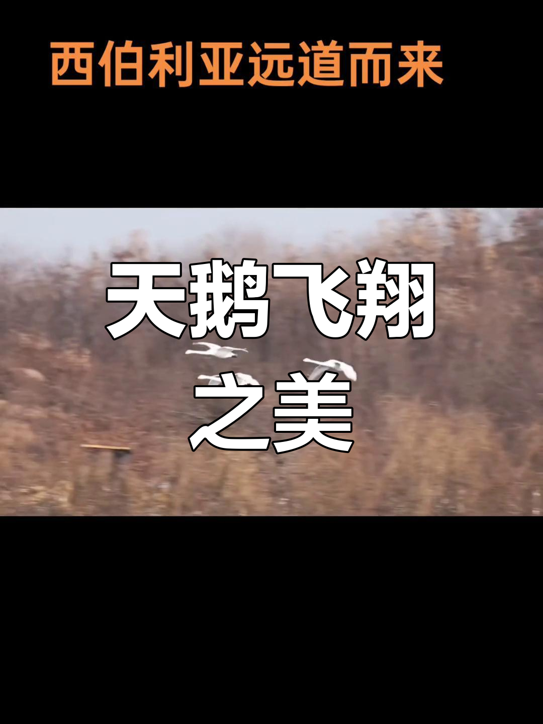 西伯利亚天鹅展翅高飞,美得令人陶醉!
