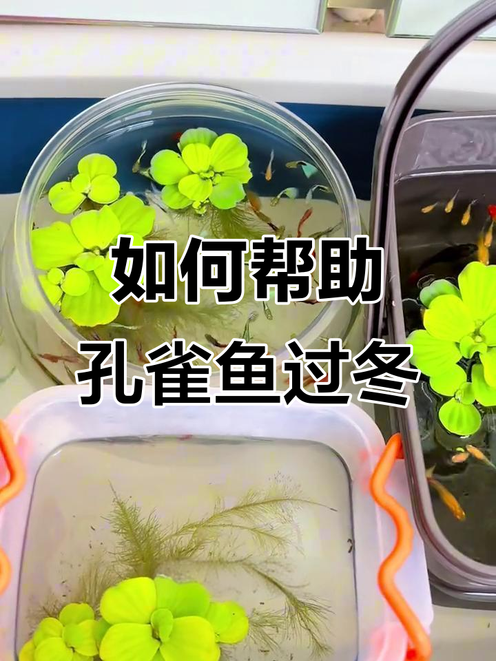 冬季户外孔雀鱼如何过冬?简单加热棒让它们安全度过寒冷