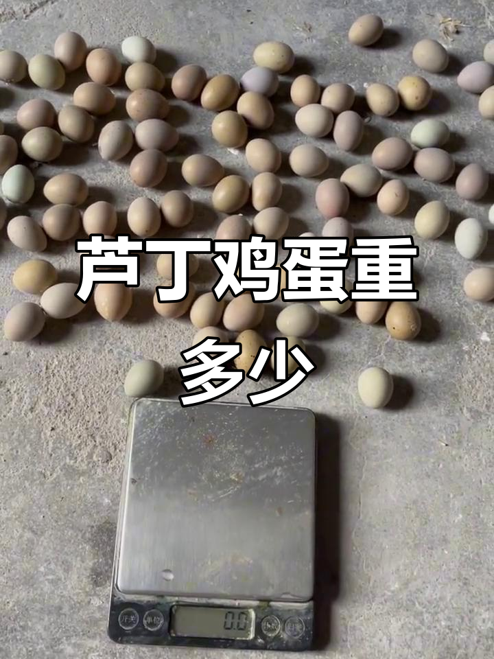 芦丁鸡蛋重量实测,五到六克一枚