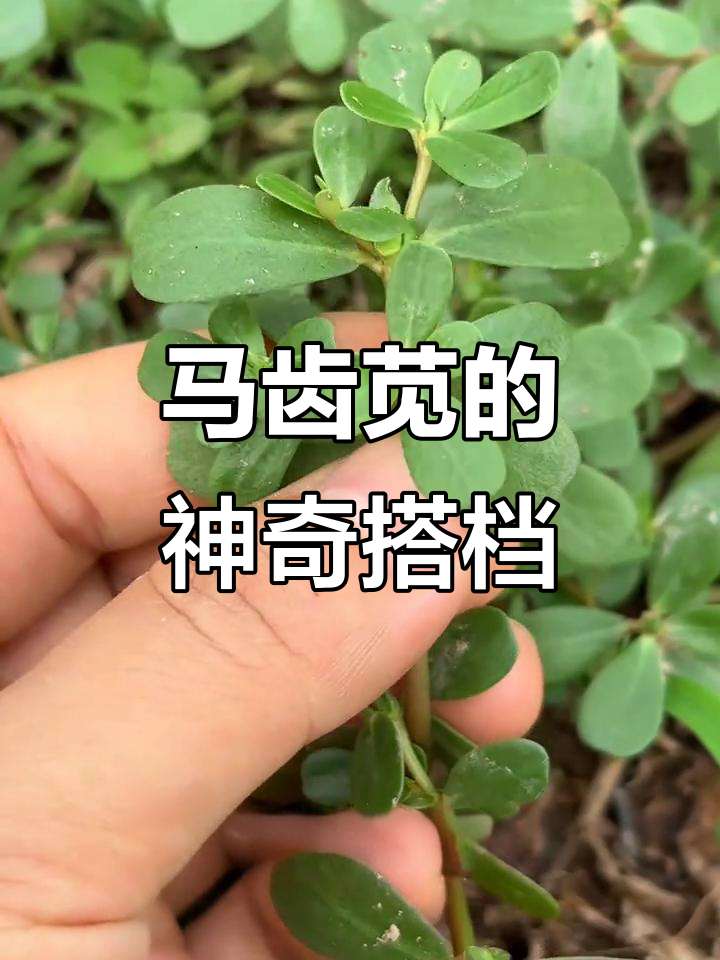 马齿苋与大蒜搭配,竟有惊人功效!你了解它们的秘密吗?
