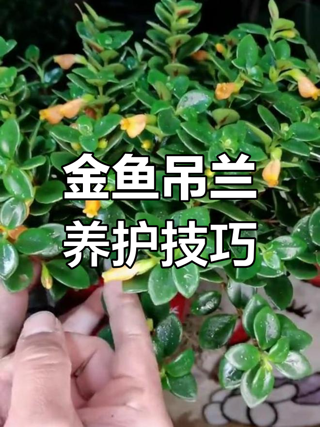 金鱼吊兰养护全攻略:从干尖到爆棚,轻松搞定