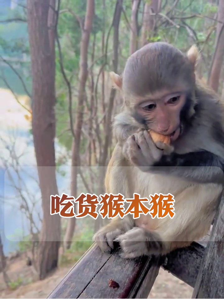 猴子啃坚果太投入,抬头警觉瞬间成表情包