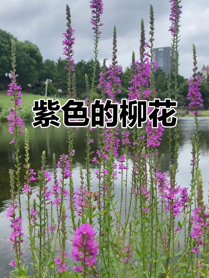 紫色柳泉株：美丽水生植物，净化水质又入药