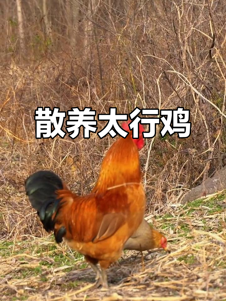太行鸡:散养土鸡的典范,抗逆性强、肉质鲜美