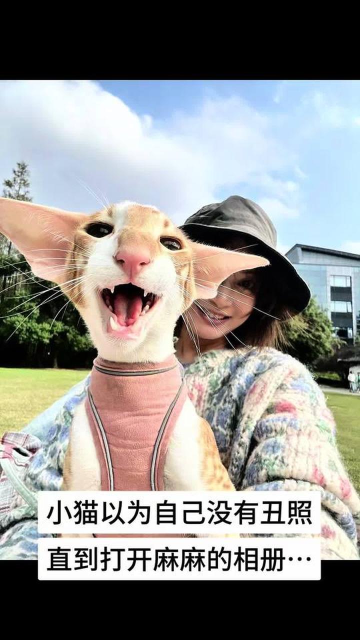 这只小猫真的还以为自己没有丑照呢