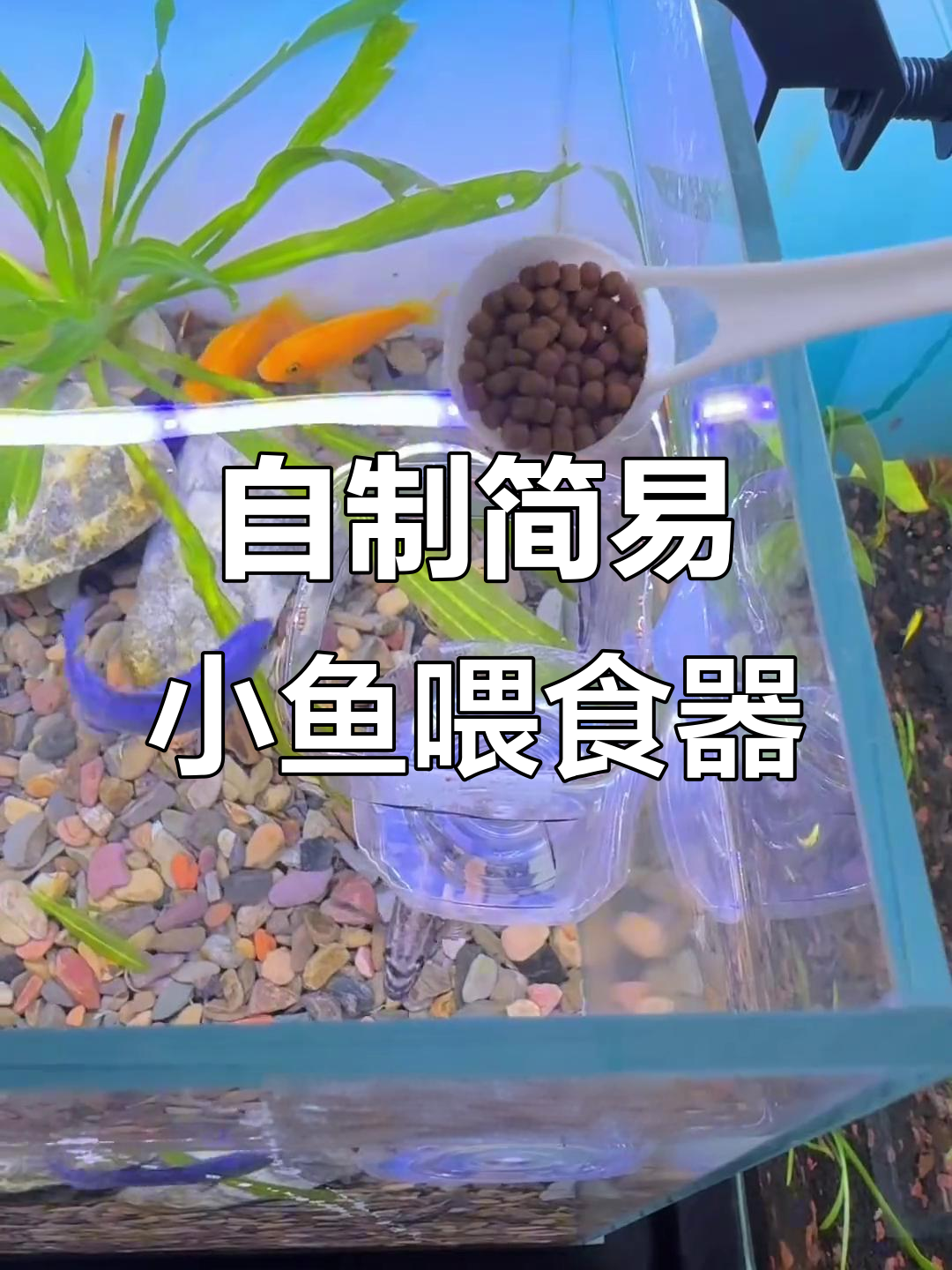 简单实用的DIY小鱼喂食器,轻松解决鱼粮散落问题