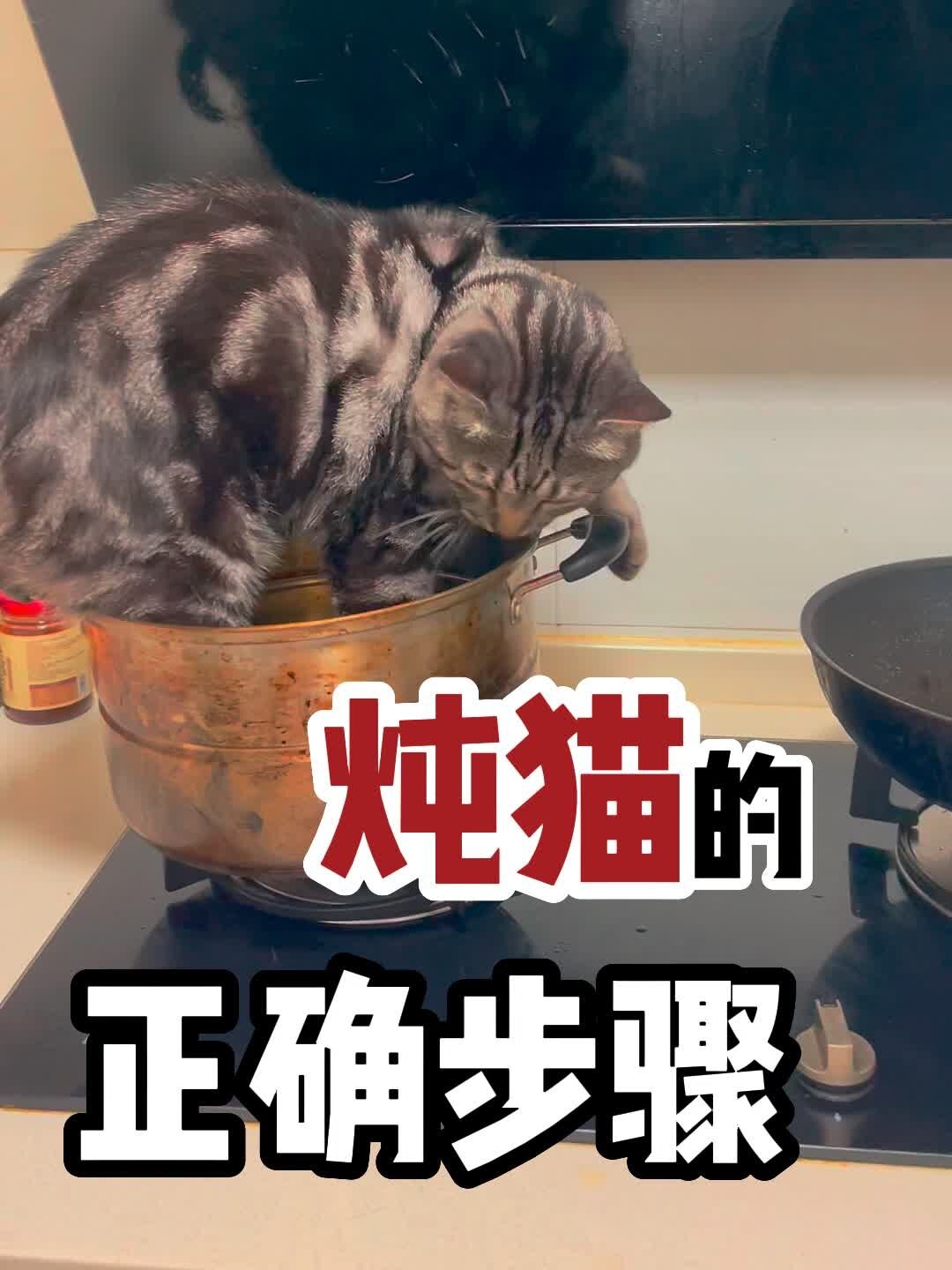 冬天遇猫|天冷了,来一碗猫肉火锅吧!