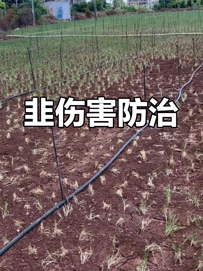 韭菜伤根?赛罗格方案帮你科学施肥,避免肥害问题