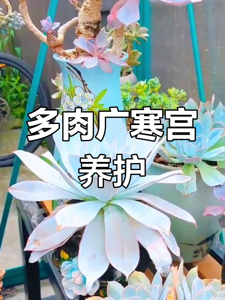 广寒宫多肉养护全攻略
