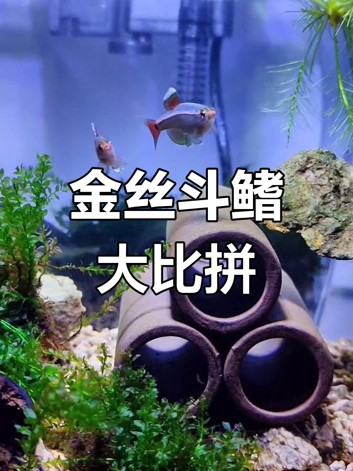 白云金丝斗鳍,公母争艳真美丽!