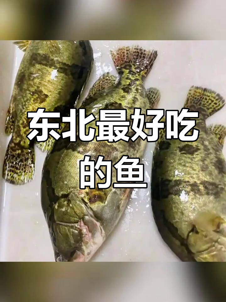 东北十大美味鱼类,家乡特产上榜了吗?