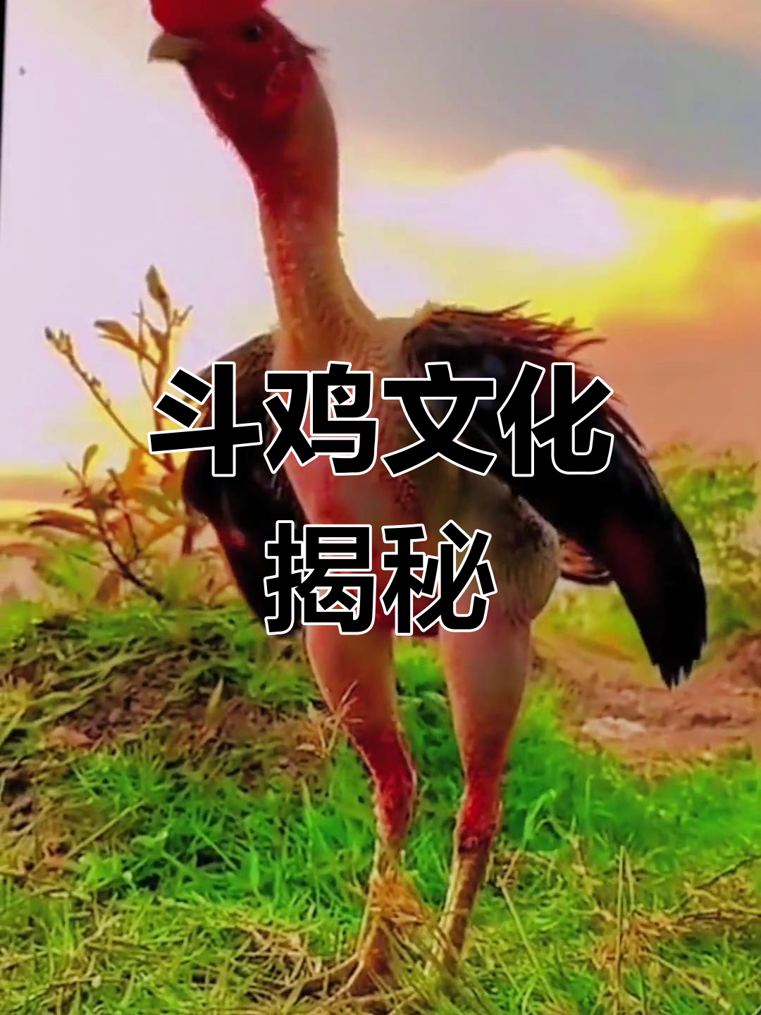 斗鸡舞动亚洲,公鸡也能卖百万!