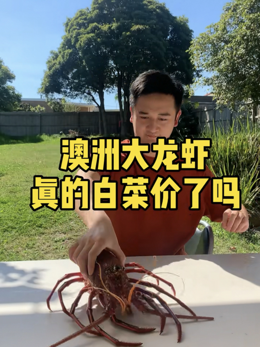 澳洲大龙虾现在价格真便宜啊!白菜价了!