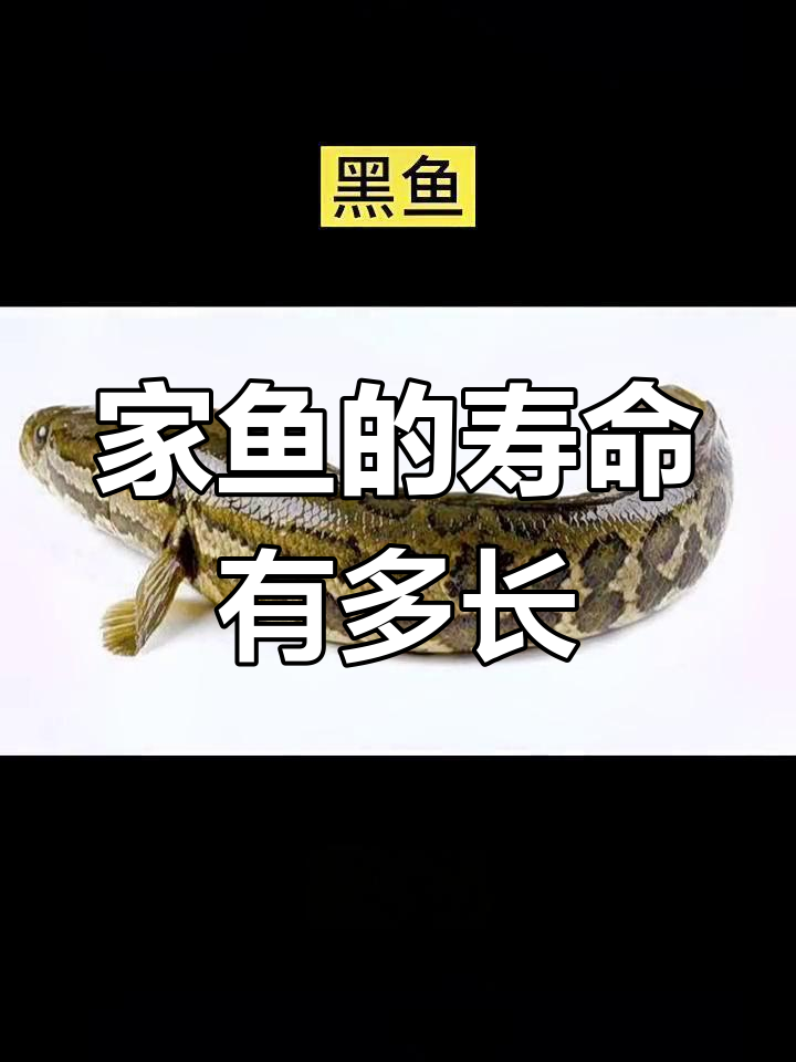 常见家鱼寿命揭秘,能活多久?