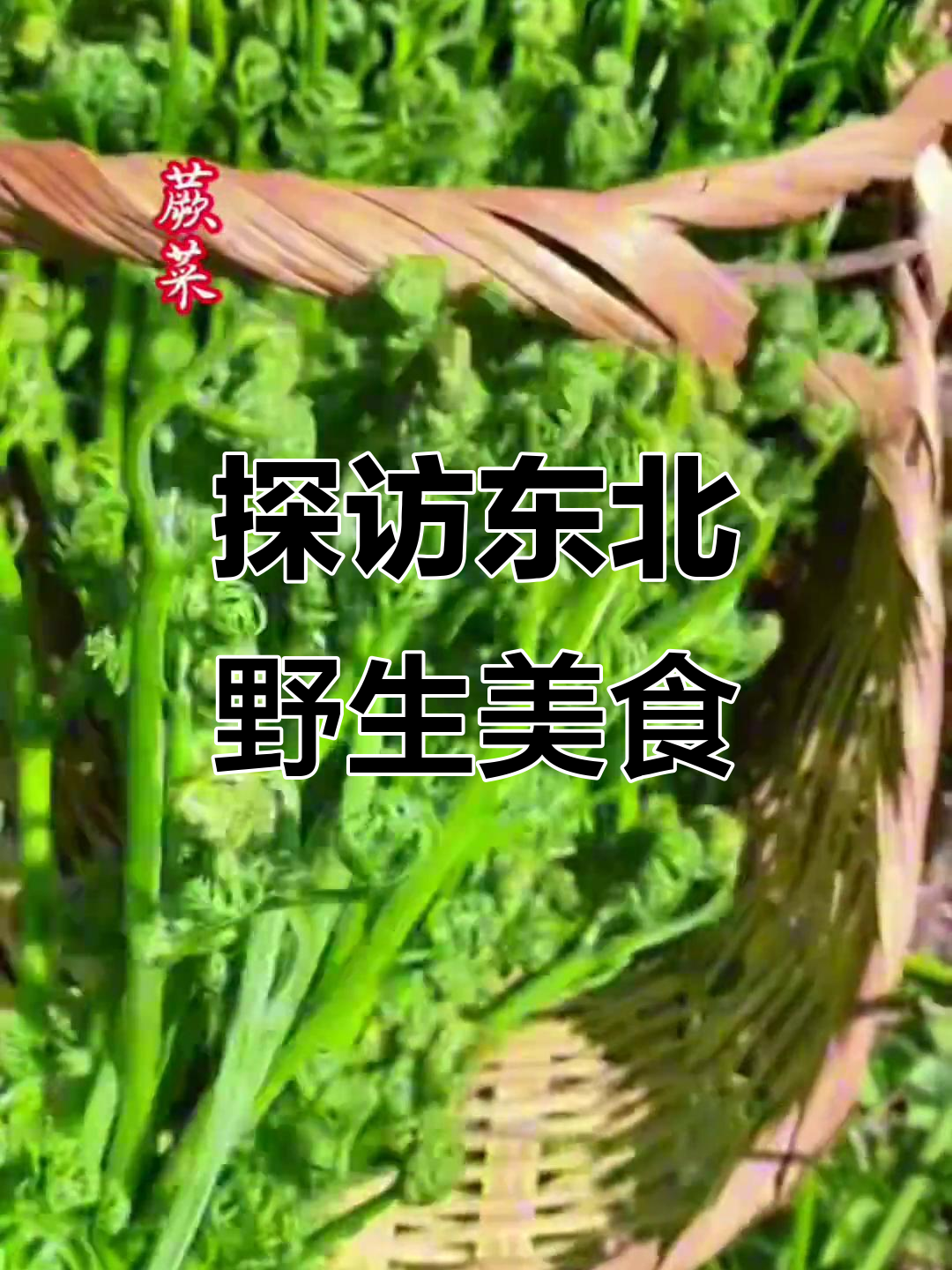 东北山野菜大揭秘:柳蒿、珊瑚绒被与黑瞎子琴等美味来袭