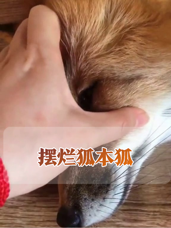 当狐狸开始摸鱼：这享受的小表情，像极了周五的我！