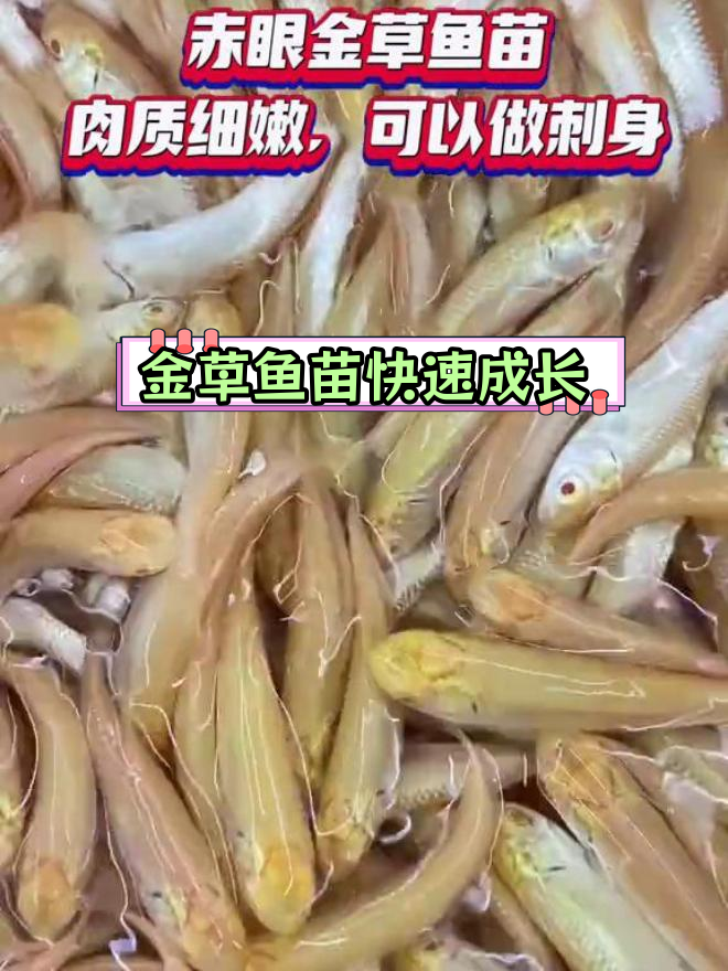 赤眼金草鱼生长迅速,肉质鲜美