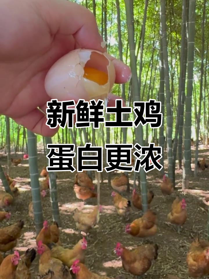 新鲜土鸡蛋的蛋清,粘稠度让人惊艳