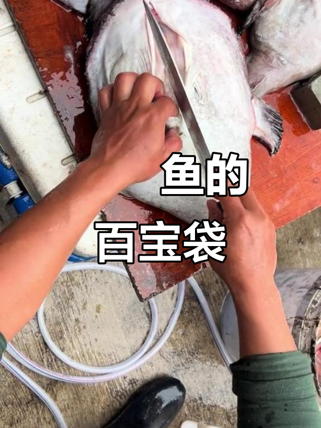 鮟鱇鱼肚子里的秘密,竟然藏着这些宝贝!