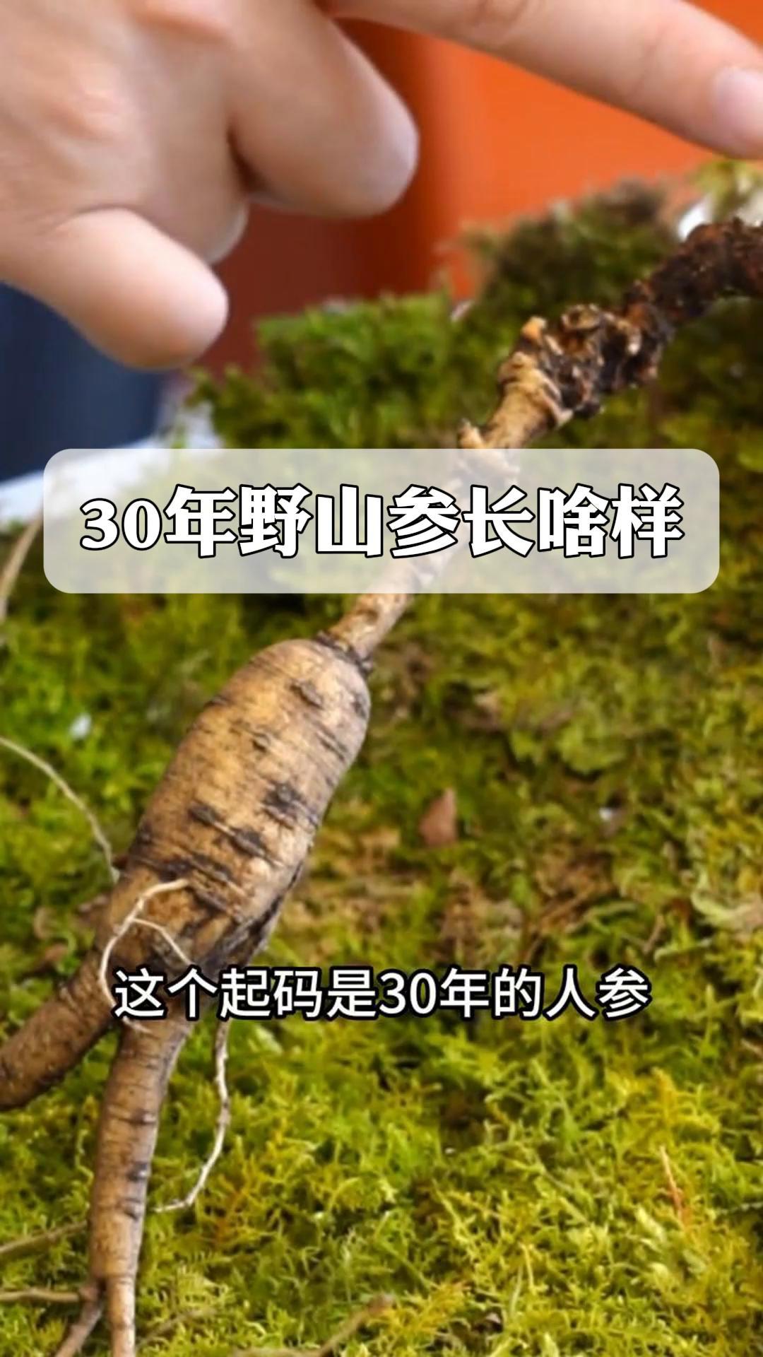 30年野山参长啥样?