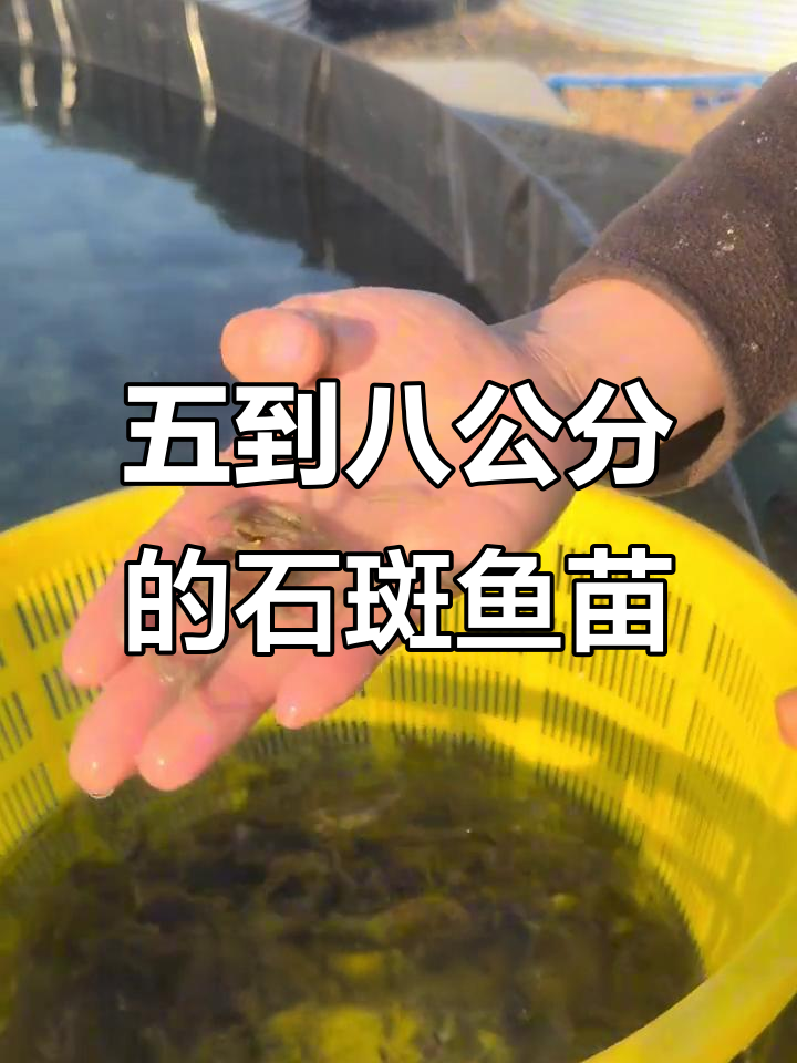 石斑鱼苗养殖基地揭秘:五到八公分小苗成长全过程