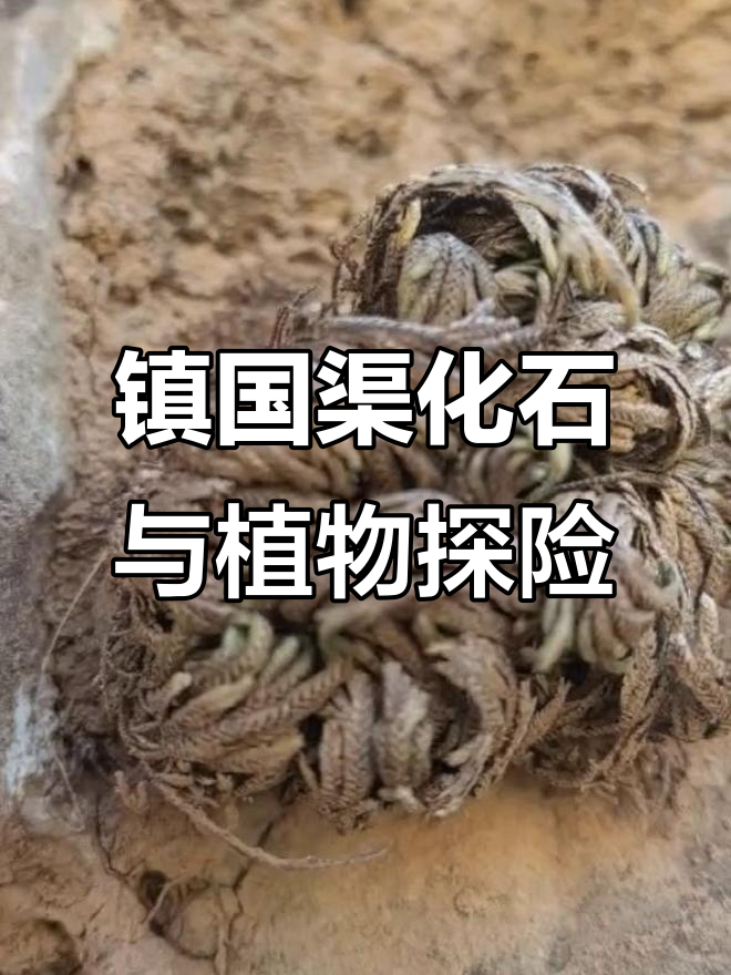 西安郑国渠探秘:多肉鼻祖与九死还魂草的奇遇之旅