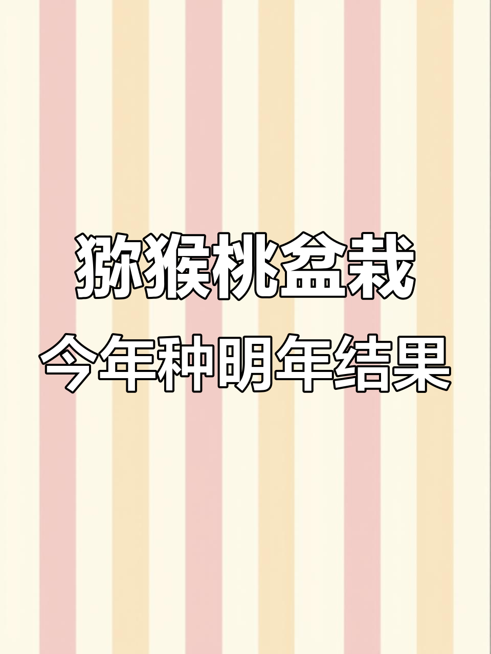 红心猕猴桃盆栽,带土球发货,南北皆宜